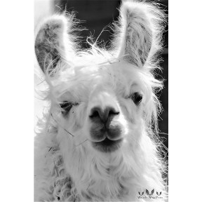 Black and white protrait of a llama
